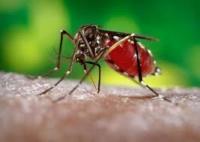 Denguevirus maakt muggen hongeriger 